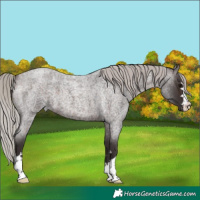 Horse Color:Silver Brown Roan 