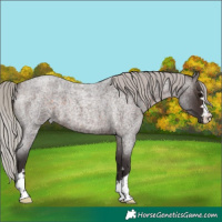 Horse Color:Silver Brown Roan