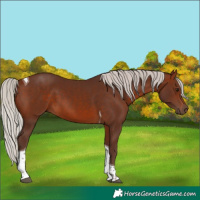 Horse Color:Silver Brown Tobiano 