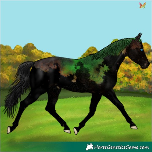 Horse Color:Void Brown Sabino Splash 