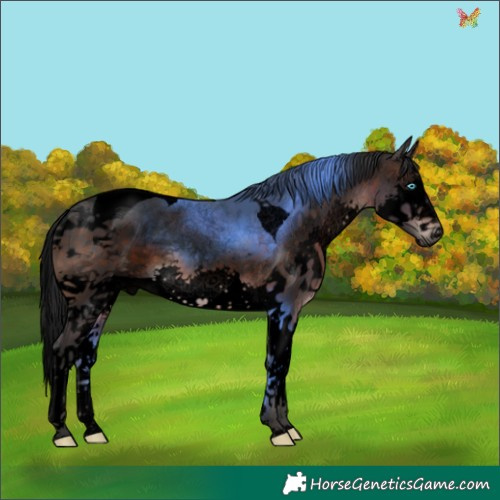 Horse Color:Void Brown Sabino Splash Tobiano 