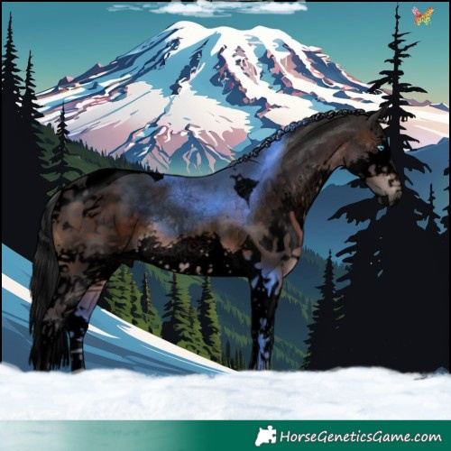Horse Color:Void Brown Sabino Splash Tobiano 