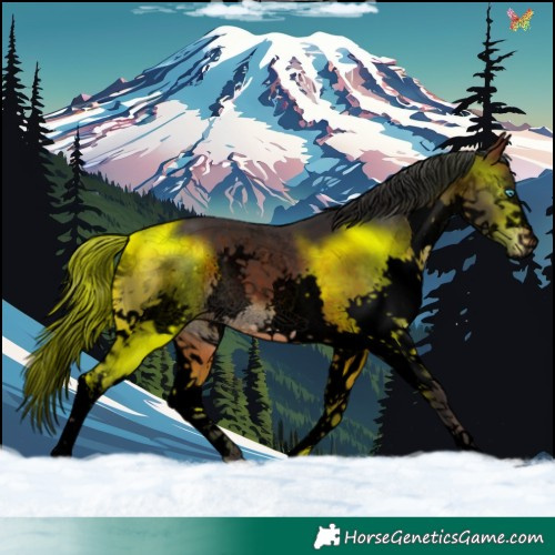 Horse Color:Void Brown Sabino Splash 