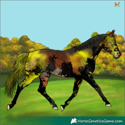 Horse Color:Void Brown Sabino Splash 