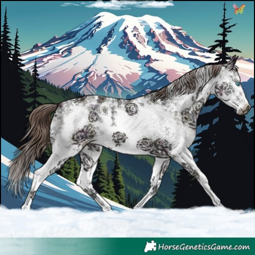 Horse Color:Midnight Liver Chestnut Ice Sabino Splash 