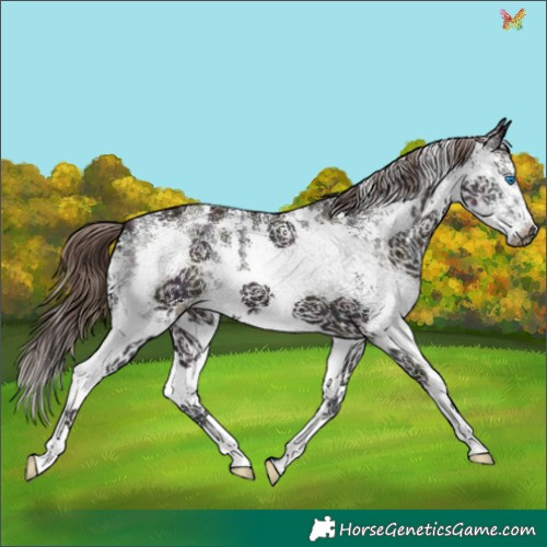 Horse Color:Midnight Liver Chestnut Ice Sabino Splash 