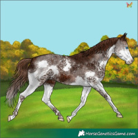 Horse Color:Liver Chestnut Ice Splash 