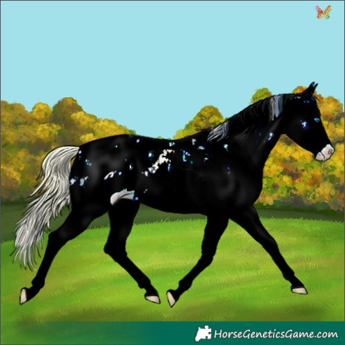 Horse Color:Chocolate Palomino Pearl Sabino Splash Appaloosa Rabicano 