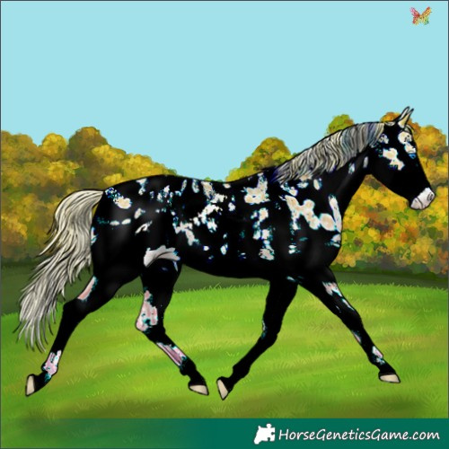 Horse Color:Chestnut Pearl Sabino Splash Appaloosa Rabicano 