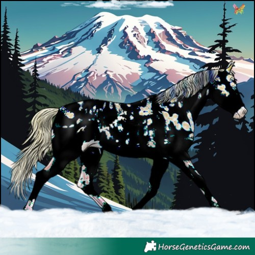 Horse Color:Chestnut Pearl Sabino Splash Near Leopard Rabicano 