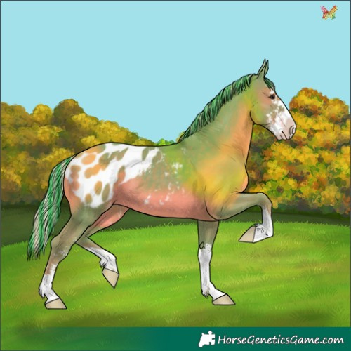 Horse Color:Painted Watercolor Silver Black Sabino Appaloosa 