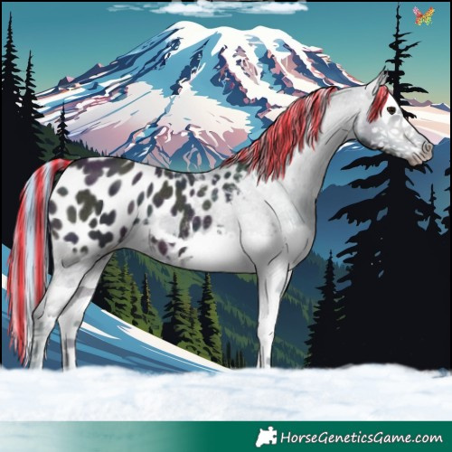 Horse Color:Painted Watercolor Midnight Bay Ice Splash Appaloosa 