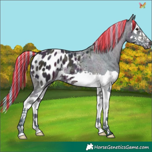 Horse Color:Painted Watercolor Midnight Bay Ice Splash Appaloosa 