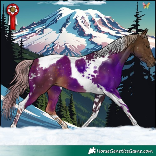 Horse Color:Chocolate Palomino Tobiano 
