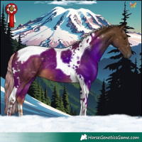 Horse Color:Chocolate Palomino Tobiano