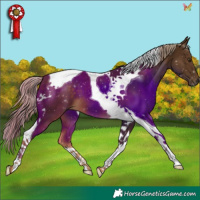 Horse Color:Chocolate Palomino Tobiano 