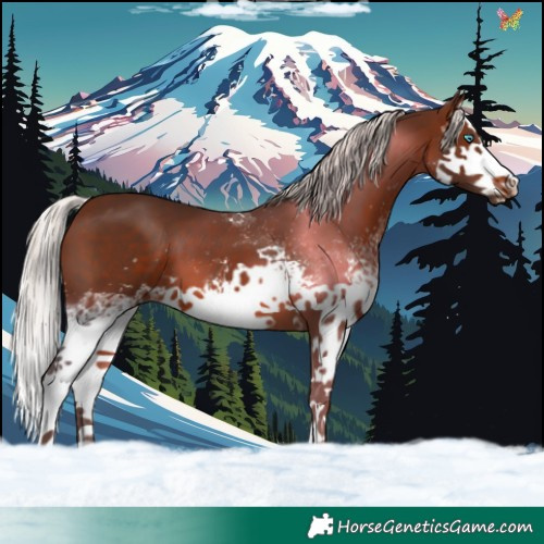 Horse Color:White Spotted Silver Brown Splash 