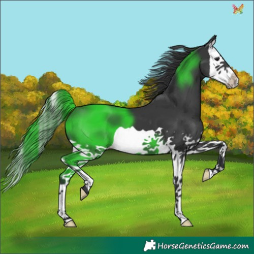 Horse Color:Black Splash 