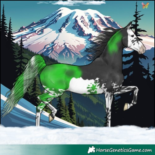 Horse Color:Black Splash 