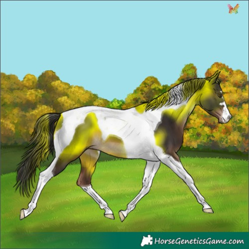 Horse Color:Liver Chestnut Tobiano 