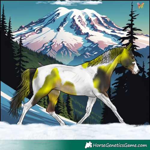 Horse Color:Liver Chestnut Tobiano 