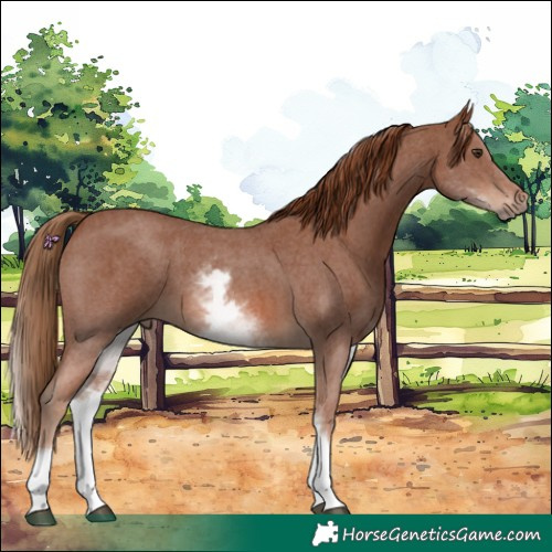 Horse Color:White Spotted Chestnut Sabino