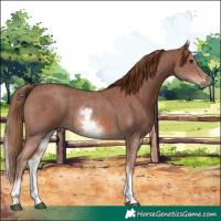 Horse Color:White Spotted Chestnut Sabino 