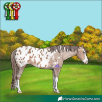 Horse Color:White Spotted Amber Champagne Splash Blanket 