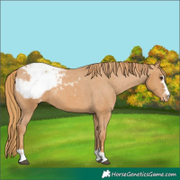 Horse Color:Chestnut Appaloosa