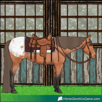 Horse Color:Bay Appaloosa 