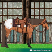 Horse Color:Bay Appaloosa 