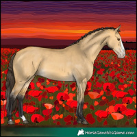 Horse Color:Buckskin Dun Splash 