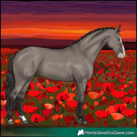 Horse Color:Smoky Grullo Splash
