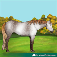 Horse Color:Gray Chestnut 