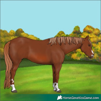 Horse Color:Chestnut 