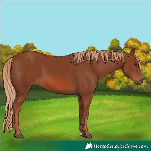 Horse Color:Chestnut 