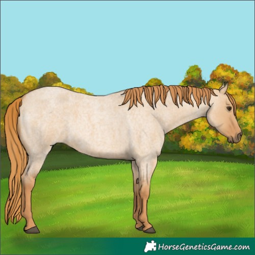 Horse Color:Red Dun Roan 
