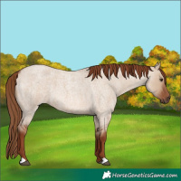 Horse Color:Red Dun Roan 