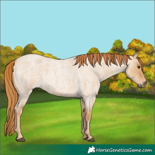 Horse Color:Red Dun Roan 