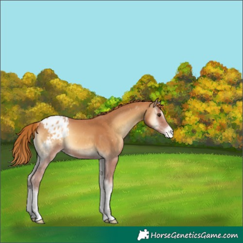 Horse Color:Red Onyx Appaloosa 