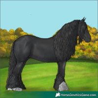 Horse Color:Black and Black