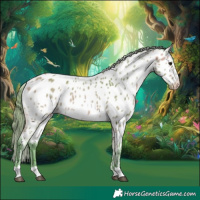 Horse Color:Watercolor Buckskin Appaloosa 