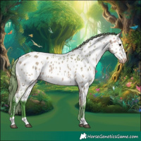 Horse Color:Watercolor Buckskin Appaloosa 
