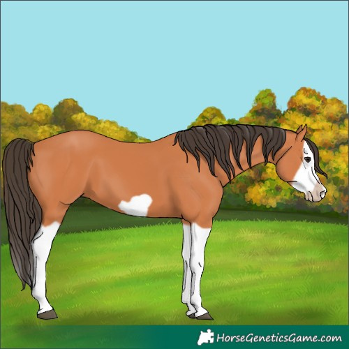 Horse Color:Bay Splash Frame 