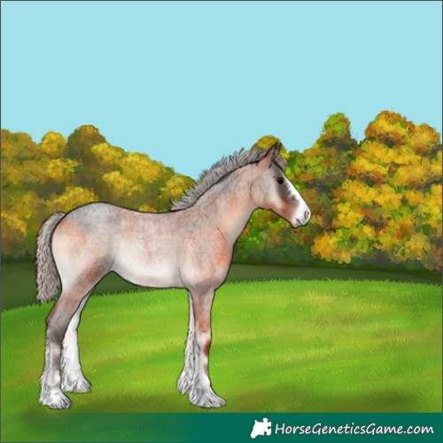 Horse Color:Silver Blue Onyx Roan 