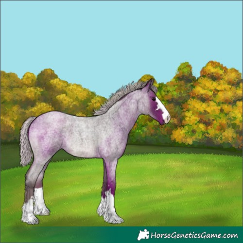 Horse Color:Silver Blue Roan 