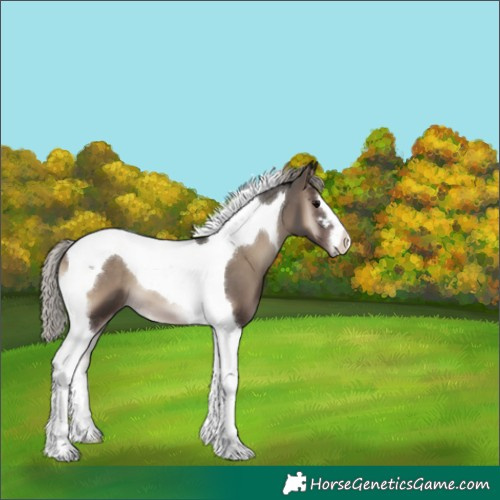 Horse Color:Silver Blue Onyx Tobiano 