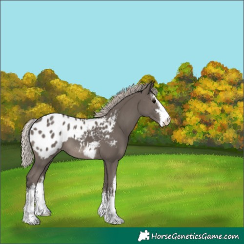 Horse Color:White Spotted Silver Black Appaloosa 