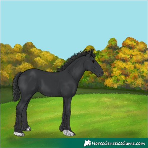 Horse Color:Black 