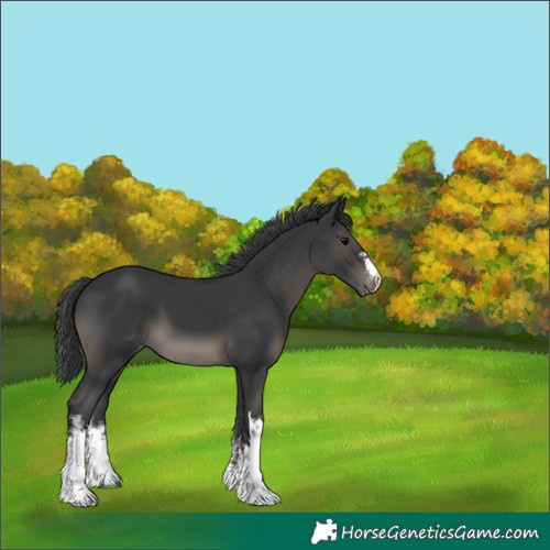 Horse Color:White Spotted Black Varnish 